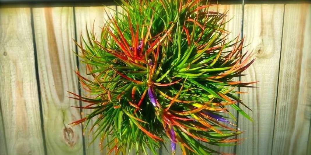 Saksı ve toprağa veda vakti! Havada asılı kalarak büyüyor, talep gittikçe artıyor: Yetiştiren paraya para demiyor 3